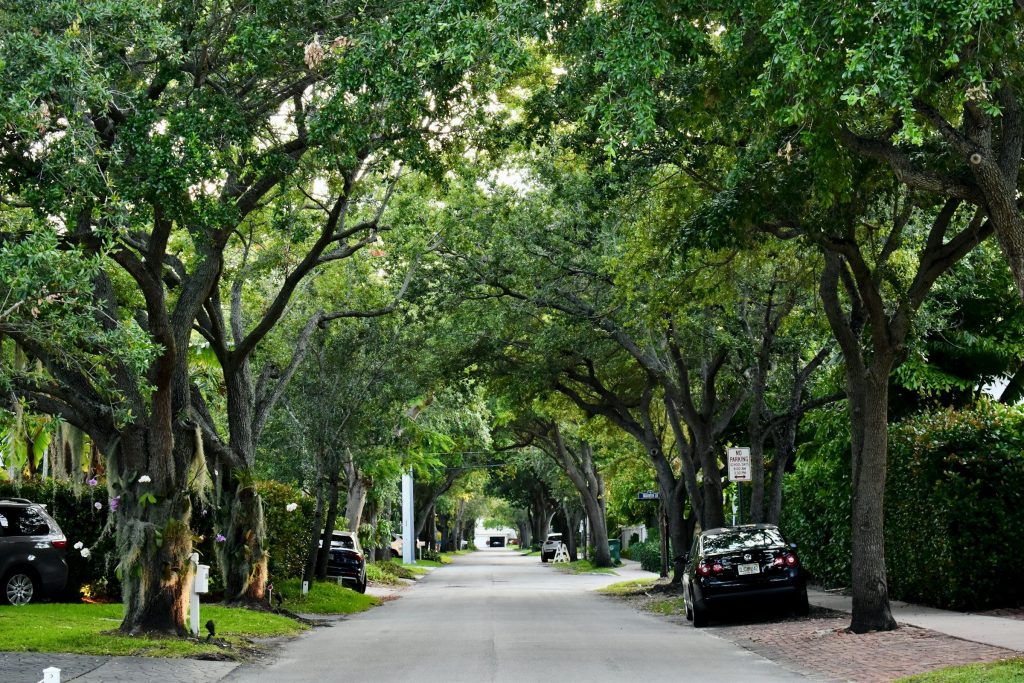 A residential street under a continuous canopy of live oaks