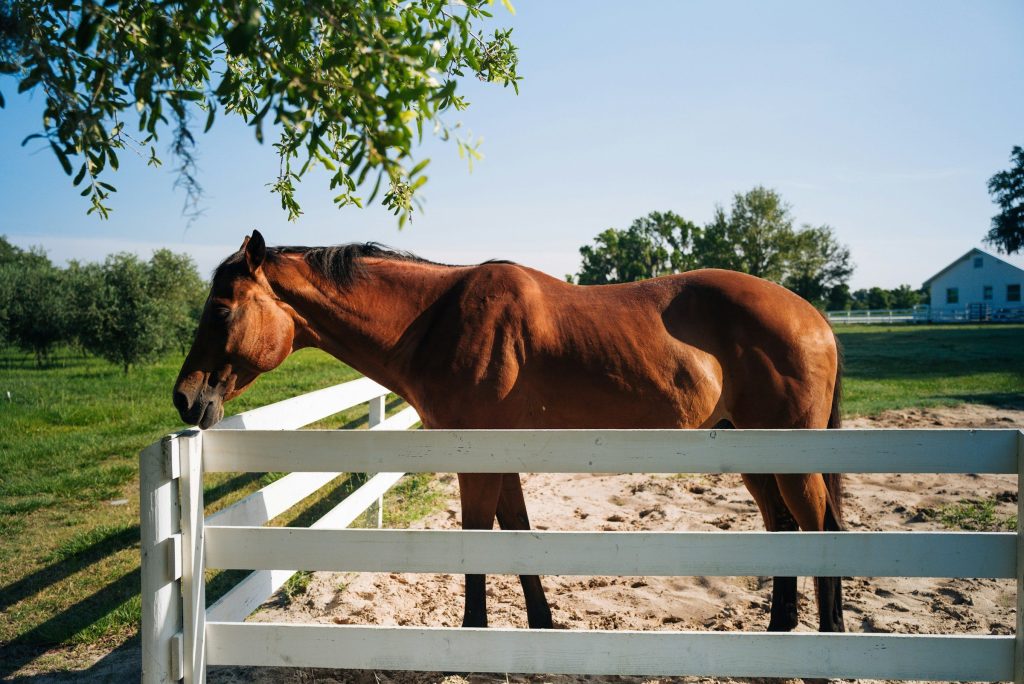A horse at a paddock fence